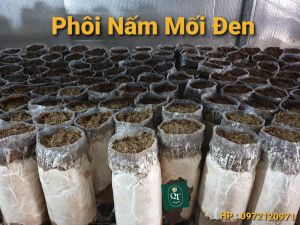 ComBo: Phôi Nấm Mối Đen (01 kiện hàng 10 bịch)& Có Mụn Dừa Đủ Trồng