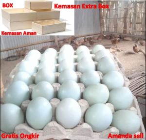 Telur Bebek Fresh isi 6 butir Langsung dari ternak free bubble & kemasan extra