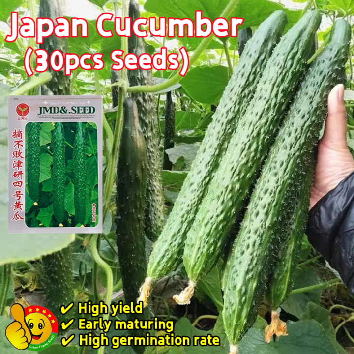 เมล็ดพันธุ์แตงกวาญี่ปุ่น ออร์แกนิก ปลูกง่าย