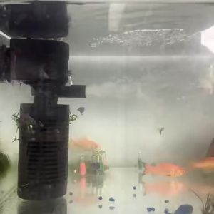 Built - In Filter Water Pump Oxygenator Three | Barangan Berkualiti Reka Bentuk Praktikal Mudah Guna
