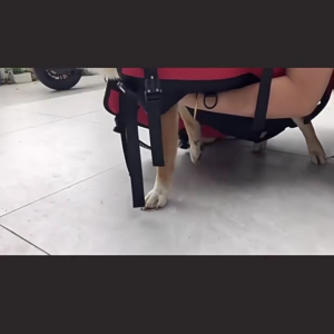 Fashion Pet Carrying Bag With Horizontal Hugging Design Perfect For Short Trip And Daily Walking For Small Pet