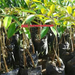 Bibit Durian Musangking Super