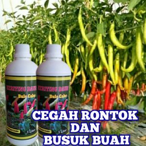 Pupuk Anti Virus Keriting Daun Cabai Cegah Rontok Patek Dan Busuk Batang
