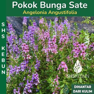 Angelonia Angustifolia Pokok Bunga Sate Pokok Bunga Hidup Flower Random Colour Live Plant Outdoor Plant SHS Kebun