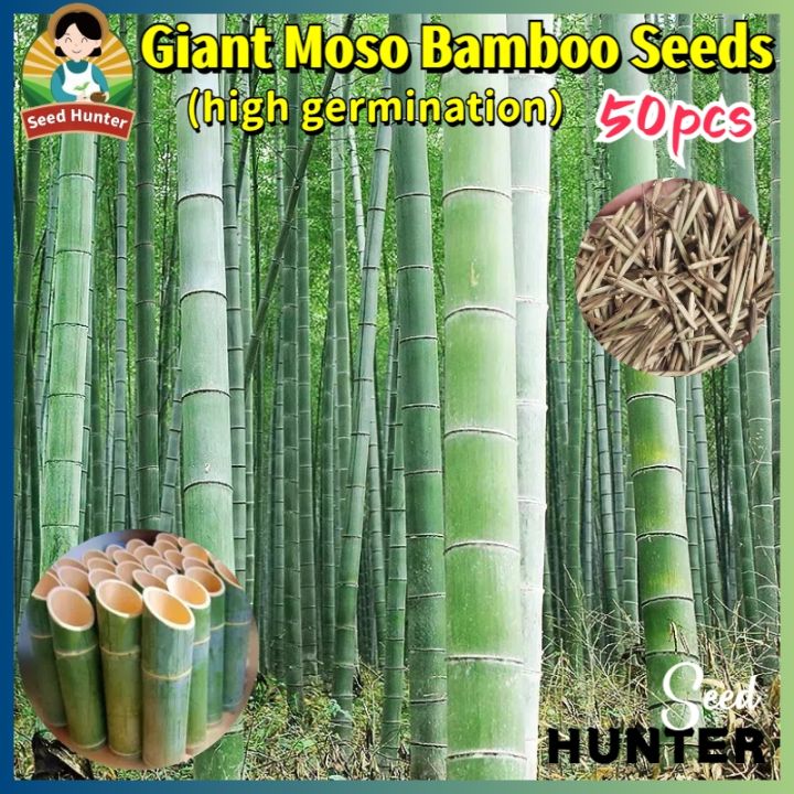 100% Legit Fresh Giant Moso Bamboo Seeds Phyllostachys Seeds for Planting  (Fast Growing 50pcs) Ornamental Potted