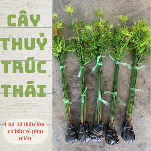 Thuỷ trúc thái 10 thân lớn ( cây đẹp có bộ rễ khoẻ )