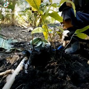 ต้นมะม่วงหิมพานต์1ชุด10ต้น200บ.ลดเหลือ99บ.