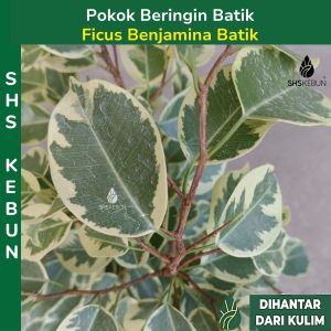 Pokok Ficus Benjamina Batik Pokok Hidup Hiasan Variegated Live Plant SHS Kebun