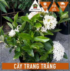Cây Trang Trắng (Mẫu Đơn Trắng) - Tổng thể tầm 30-40 cm - Cây sắp ra hoa hoặc Hoa!