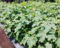 Bayar Di Tempat - 5 Biji / Benih / bibit OKRA HIJAU - Seed buah - bibit sayur mudah tumbuh - RANITASHOP GROSIR. 