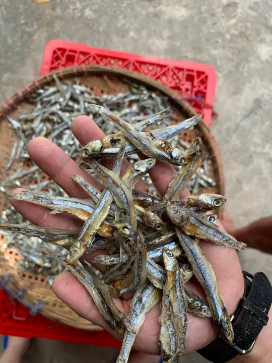 %5BHCM%5DC%C3%A1%20rim%20m%E1%BA%B7n%20ng%E1%BB%8Dt%20C%C3%A1%20kh%C3%B4%20rim%20chua%20ng%E1%BB%8Dt%20Ca%20kho%20kho%20500G%20kh%C3%B4%20c%C3%A1%20c%C6%A1m%20s%E1%BB%8Dc%20tr%E1%BA%AFng%20h%E1%BA%A3o%20h%E1%BA%A1ng%20c%C3%A1%20c%C6%A1m%20kh%C3%B4%20%C4%91%E1%BA%B7c%20s%E1%BA%A3n%20Ph%C3%BA%20Qu%E1%BB%91c%20-%20Image%208