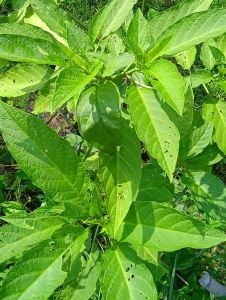 Bibit Tanaman Tinhun Hijau Premium untuk Pakan Ikan Gurame dan Nila