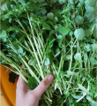 Hạt Giống Rau Cải Xoong Xanh - Ngon Giòn - Cải Xoong Mỹ. 