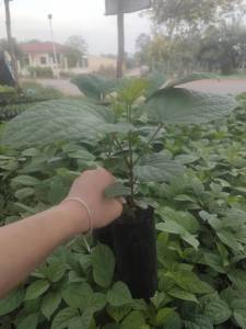 ต้นลิ้นฟ้าหรือเพกาเตี้ย เพาะเมล็ด แพ๊ค3ต้น100บาท พร้อมปลูก