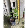 PBN - ruellia rosea - pokok bunga nursery real live outdoor plant tanaman hias luar red flower garden kebun landscape. 