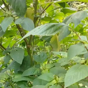 Manfaat Daun Bayam Segar Untuk Kesehatan Tubuh