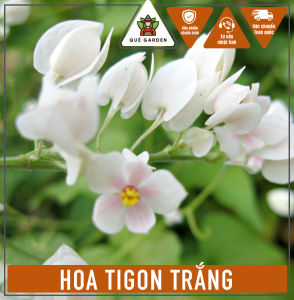 Cây Hoa Tigon Trắng - Dây leo mang màu sắc rực rỡ - Cho không gian sống thêm sang trọng!