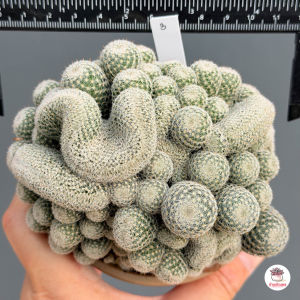 แมมนกฮูกคริสมอนส์ Mammillaria Perbella Cristata แคคตัส กระบองเพชร cactus&succulent