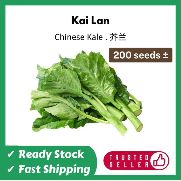 Vegetable Seeds Biji Benih Sayur Kai Lan Chinese Kale Lazada