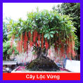 Cây Lộc Vừng - cây cảnh trong nhà. 
