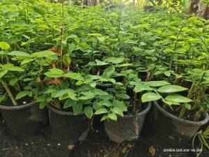 ผักหวานบ้านแบบกระถางราคากระถางละ25บาท #รับซื้อผลผลิตคืนภาคกลาง