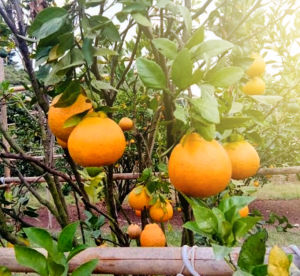 Bibit buah jeruk dekopon | Cepat Berbuah | Berbuah Di Dalam Pot | BIBIT OKULASI / SAMBUNG PUCUK