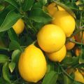 [Fast Growing] Edible Bonsai Lemon Seeds Dwarf （15 Seeds）rare Lemon Fruit Seeds for Planting Fruit Plants Seeds Finger Lime Seeds Heirloom Lemon Tree Seeds Fresh Bonsai Seeds for Planting Vegetable Plants Seedlings Fruit Trees Indoor Plants Real Plants. 