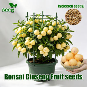 [Fast Growing] 100% Original Dwarf Pepino Melon Seeds for Planting Fruit Trees Potted Ginseng Fruit Seeds Bonsai Tree Live Plant Taiwanese Pepino Melon Seeds Real Fruit Bearing Tree Seeds Seedlings Indoor Plants Balcony Garden Fruits and Vegetables Seeds