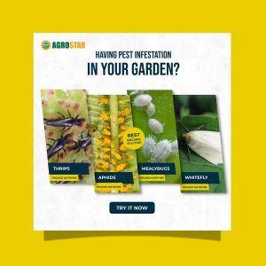 AGROSTAR Organo Matryine: A Highly Effective Organic Insecticide for All Plants Providing Control and Elimination of Thrips Mites Aphids Whiteflies and Mealybugs.