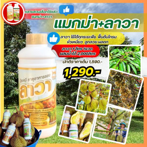 ลาวา 1 ขวด 1 ลิตร ลาวาปุ๋ยน้ำทางใบ   ธาตุอาหารรอง ใช้ได้กับพืชผักทุกชนิด สูตรเร่งการเจริญเติบโต เร่งดอก เร่งผล