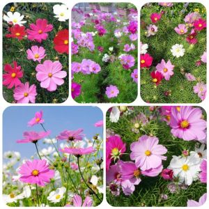 Hạt giống hoa sao nhái hồnghoa chuồn chuồn-gói 50gr-nãy mầm 100%-gieo trồng quanh năm