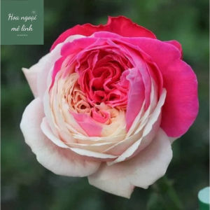 { ComBo 10 } Gốc Hoa Hồng Ngoại Tamaki Rose Rễ Trần ( Tặng 1 Gốc ) – Hoa Đẹp Thơm Nhẹ Sinh Trưởng Khỏe