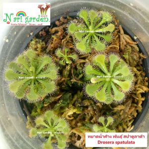 ต้นหยาดน้ำค้าง Drosera Spatulata (พันธุ์ สปาตูลาต้า) (ส่งทั้งกระถาง 3 นิ้ว) พืชดักจับแมลง น้ำหยาดเยื้ม สวยงาม ชอบความชื้น เลี้ยงง่าย