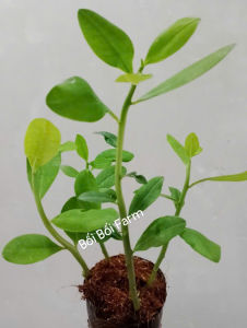 chậu ( 4 cây) thach anhcây công đức cao 10-20cm-Minh Khương-Vườn Minh Khương