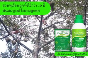 คู่หูมหัศจรรย์ ปุ๋ยน้ำ ราคาพิเศษ (เวิร์ดแพลนท์ ไคโตซาน 1 ขวด+สารเสริมประสิทธิภาพ 1ซอง)