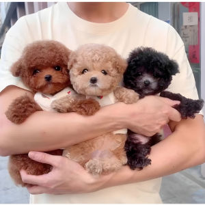 My Realistic Robot Puppy - The Ultimate AI-Powered Pet Toy (Moves Like a Real Dog!) 机器人小狗狗短毛绒公仔