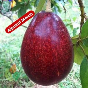 Alpukat Red Vietnam | Cepat Berbuah | Berbuah Di Dalam Pot | BIBIT OKULASI / SAMBUNG PUCUK