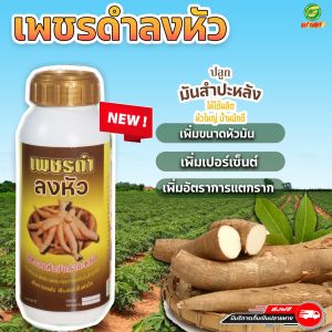 เพิ่มขนาดหัวมัน สูตรลงหัวมันสำปะหลัง เพิ่มเปอร์เซ็นต์แป้ง บำรุงมัน เพชรดำลงหัวพรีเมี่ยม1ขวด ขนาด500cc ส่งเสริมประสิธิภาพกระบวนการลงหัวมันสำปะหลัง