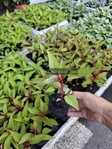 Combo 5 cây Hoa Mào Gà tua Hoa Mồng Gà tua - Giống trồng vừa kịp Tết