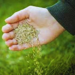 Bermuda grass Seeds Hybrid a variety grass seed that uses in landscaping