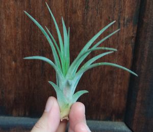 Tillandsia Capitata Peach x Ionantha Druid / Airplant / 空气凤梨- 黄精灵 x 卡比塔塔桃红 /空气草- 黄精灵 x 卡比塔塔桃红