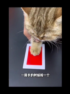 Pet Paws Printing Kits for Dog and Cats with Safe and Fast Dry Printing Print Pad and Thick Print Paper 2PCS Photo Frame