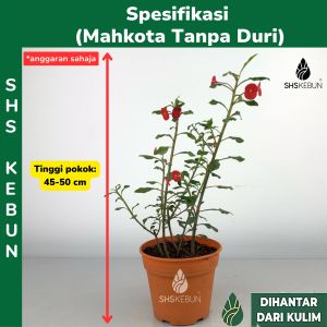Pokok Bunga Mahkota Duri Euphorbia Mili (Red) Plant Crown Of Thorn Pokok Mahkota Tanpa Duri Crown of Thornless Spurge Euphorbia Geroldii Live Plant SHS Kebun