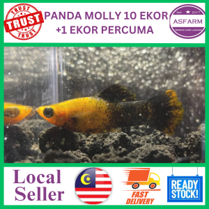 Panda Molly 10 EKOR +1 EKOR PERCUMA