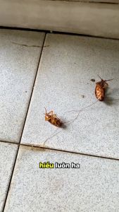 Combo 5 hộp diệt gián sinh học AMB diệt sạch gián tận gốc không gây độc hại an toàndễ dùng