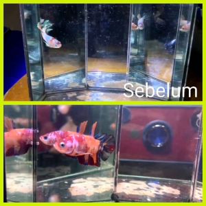 groomer groomerbomoh  velvetbomoh ubat ikan laga guppy fish medicine grooming akuarium sauk