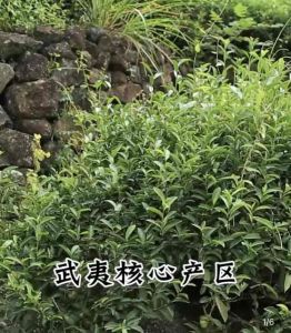 ชาต้าหงเผา 大红袍茶 ขนาด 200 กรัม 1 กระป๋อง ชาดำ ชาจีน dahongpao Two Tone Tea