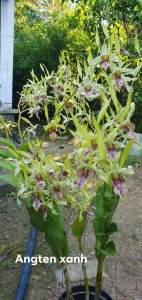 HOA LAN DENRO ENTEN XANH GỬI NGUYÊN CHẬU PHI 12