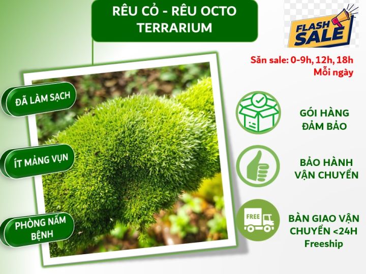 Cây Rêu Tường: Bí Mật Đằng Sau Vẻ Đẹp Xanh Mát Và Lợi Ích Không Ngờ