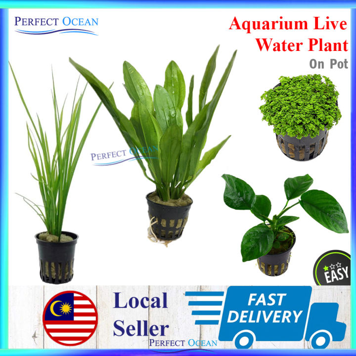 Aquatic Water Plant Live [On Pot] Aquarium Low Level Moss Anubias Grass